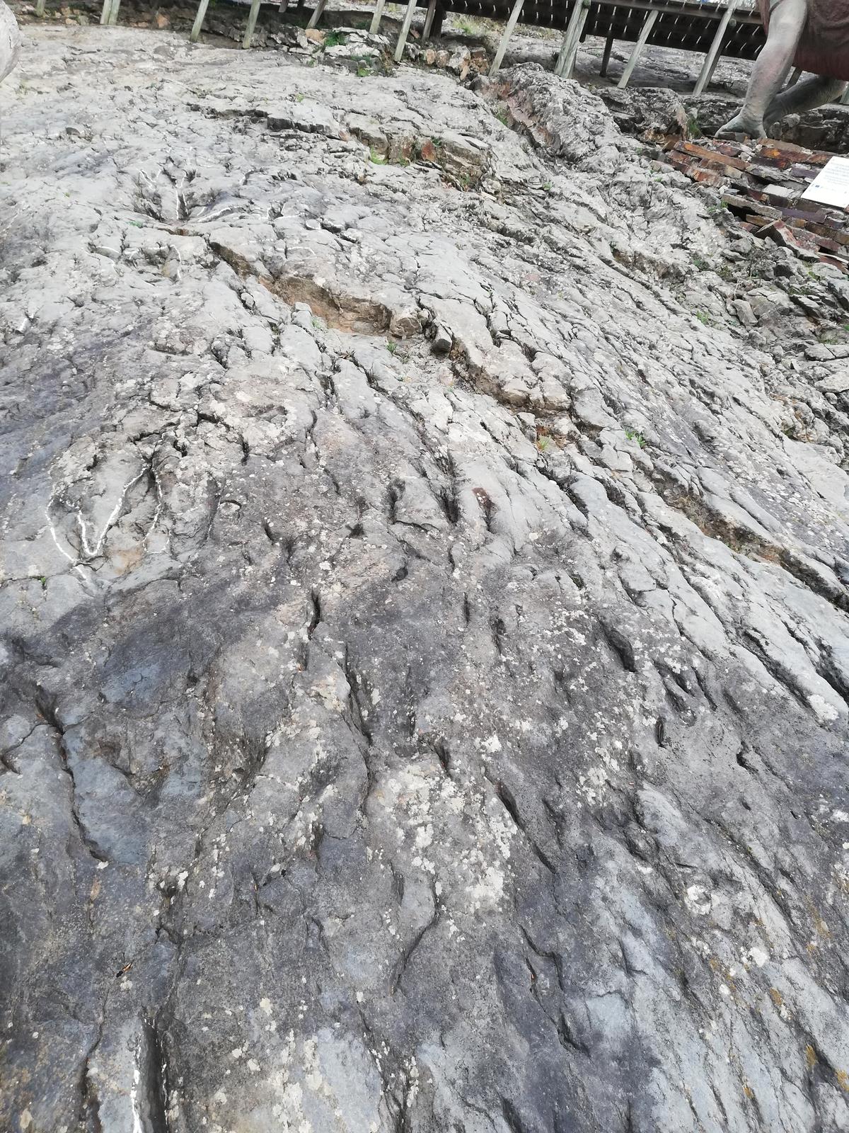 Icnitas reales del Yacimiento de la Virgen del Campo