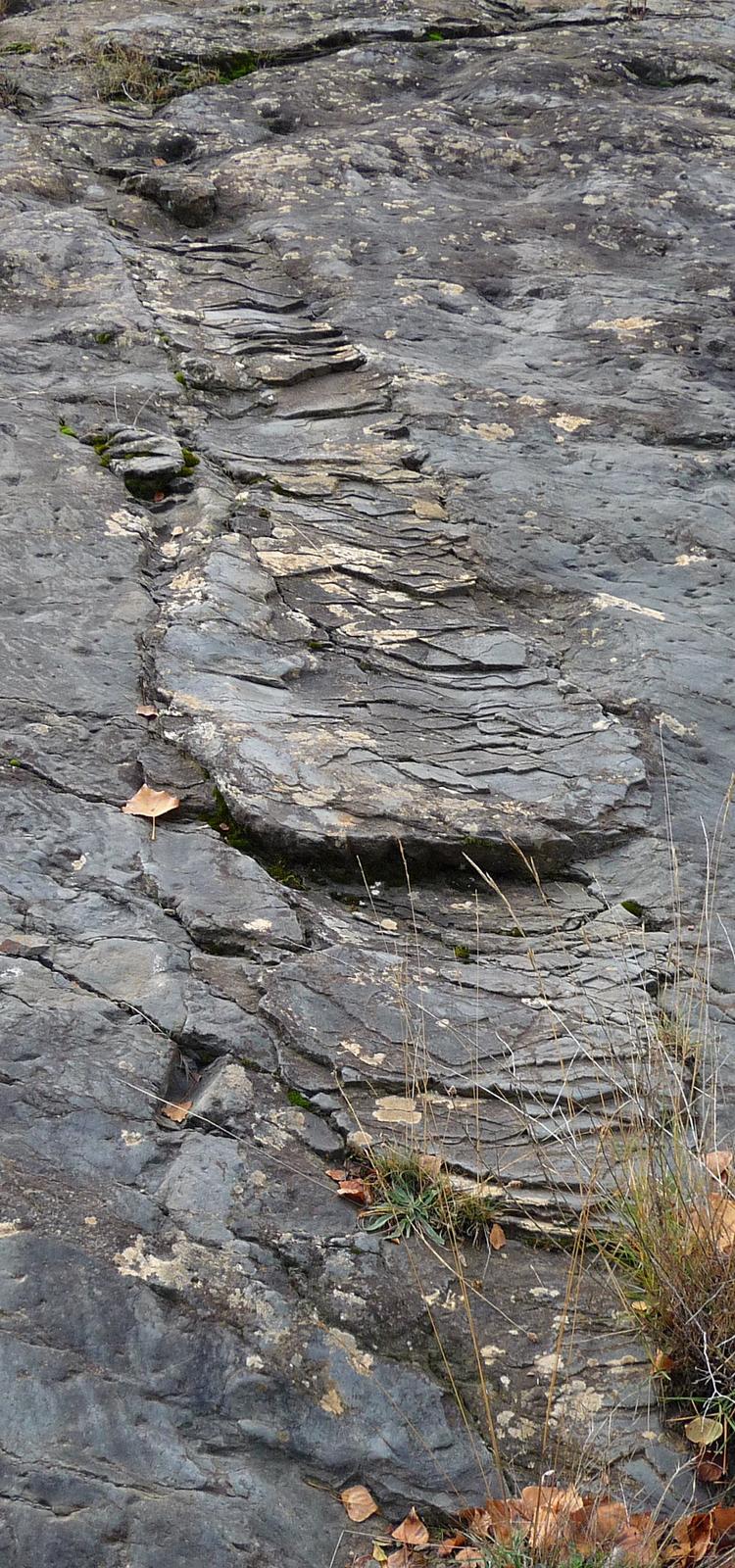 Evidencia fosilizada de un paleosismo documentada en el yacimiento